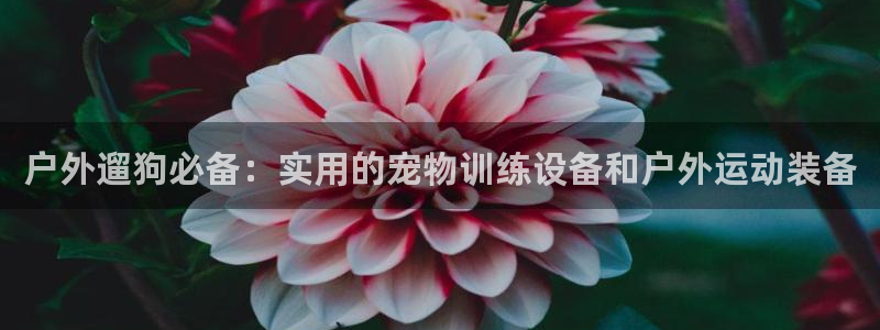 新宝gg客户端下载